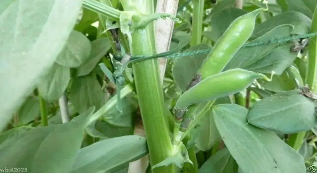 Small-seeded fava beans,(Vicia faba) AKA , Bell Bean, Fava bean or horse bean - Caribbean garden seed