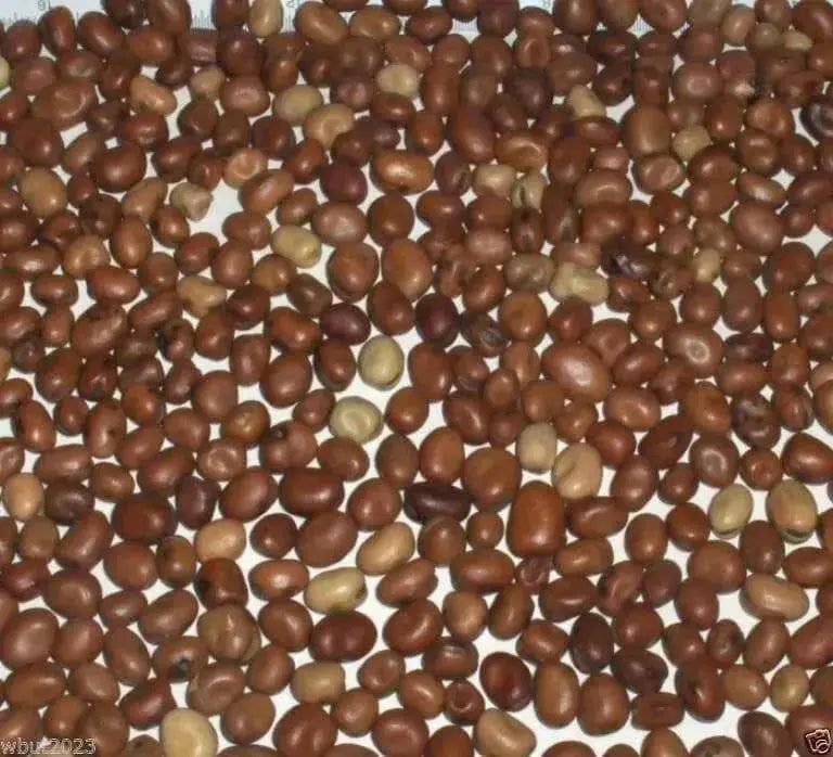 Small-seeded fava beans,(Vicia faba) AKA , Bell Bean, Fava bean or horse bean - Caribbean garden seed