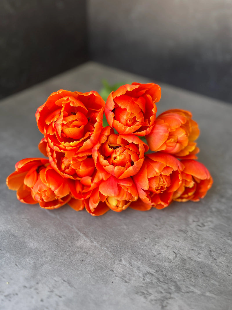 Icoon Double Late Tulip Bulbs for Planting