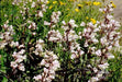 Smooth Penstemon FLOWERS SEED (Penstemon digitalis)  PERENNNNIAL WILDFLOWER - Caribbean garden seed