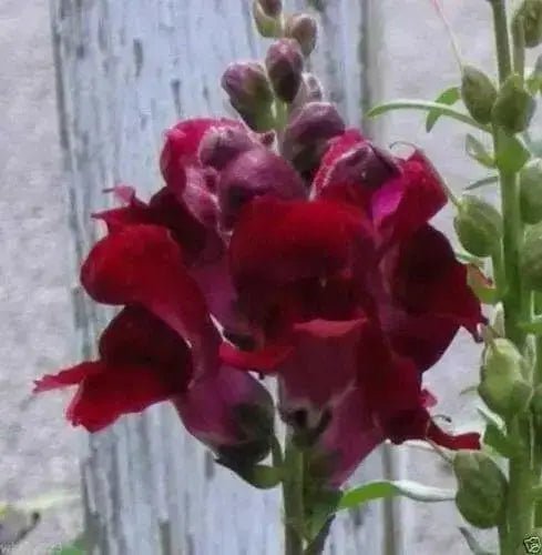Snapdragon SEEDS (Antirrhinum Majus Maximum )  Ruby Red 500 Seeds - Perennial ! - Caribbean garden seed