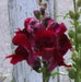 Snapdragon SEEDS (Antirrhinum Majus Maximum )  Ruby Red 500 Seeds - Perennial ! - Caribbean garden seed
