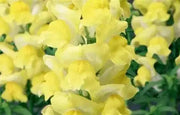 Snapdragon Seeds -'Arrow Yellow'-Bloom all Summer, Perennial ! - Caribbean garden seed