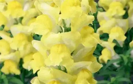Snapdragon Seeds -'Arrow Yellow'-Bloom all Summer, Perennial ! - Caribbean garden seed