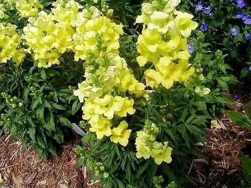 Snapdragon Seeds -'Arrow Yellow'-Bloom all Summer, Perennial ! - Caribbean garden seed