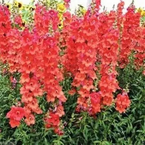Snapdragon Seeds - Orange Wonder, 300 Seeds - Perennial ! - Caribbean garden seed