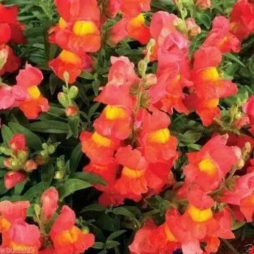 Snapdragon Seeds - Orange Wonder, 300 Seeds - Perennial ! - Caribbean garden seed