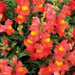 Snapdragon Seeds - Orange Wonder, 300 Seeds - Perennial ! - Caribbean garden seed