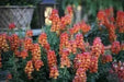 Snapdragon Seeds - Orange Wonder, 300 Seeds - Perennial ! - Caribbean garden seed