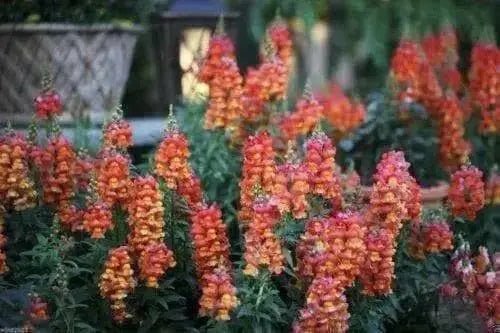 Snapdragon Seeds - Orange Wonder, 300 Seeds - Perennial ! - Caribbean garden seed