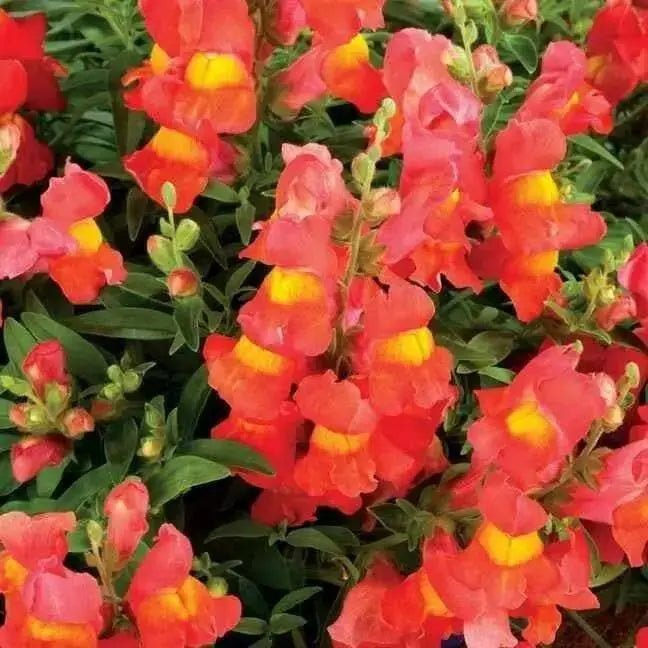 Snapdragon Seeds - Orange Wonder,  -make your flower beds glow with color! - Caribbean garden seed