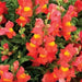 Snapdragon Seeds - Orange Wonder,  -make your flower beds glow with color! - Caribbean garden seed