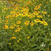 Sneezeweed SEEDS (Helenium autumnale)Autumn Perennial FLOWERS - Caribbeangardenseed