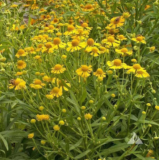 Sneezeweed SEEDS ,Perennial FLOWERS - Caribbean garden seed