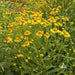Sneezeweed SEEDS ,Perennial FLOWERS - Caribbean garden seed