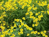 Sneezeweed SEEDS ,Perennial FLOWERS - Caribbean garden seed