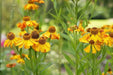 Sneezeweed SEEDS (Helenium autumnale)Autumn Perennial FLOWERS - Caribbeangardenseed