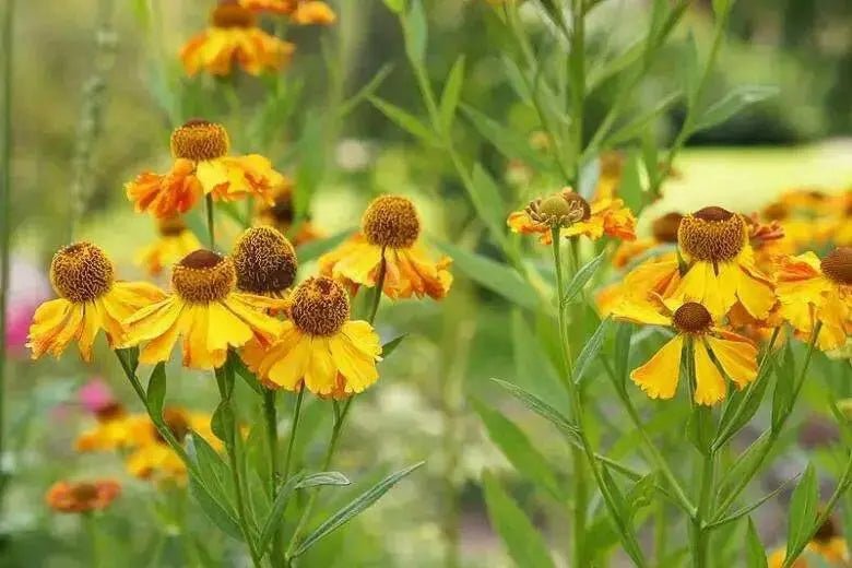 Sneezeweed SEEDS ,Perennial FLOWERS - Caribbean garden seed