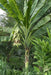 Snow Banana seed, Rare Tropical fruit Tree! - Caribbean garden seed