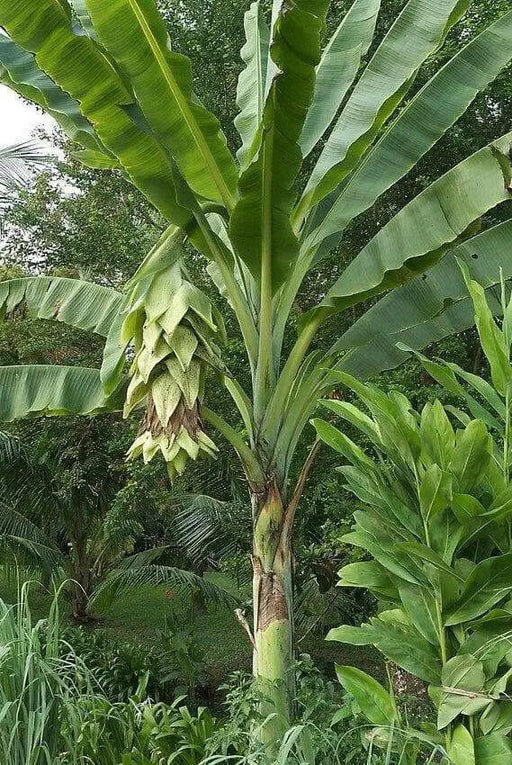 Snow Banana seed, Rare Tropical fruit Tree! - Caribbean garden seed