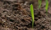 Snow Banana seed, Rare Tropical fruit Tree! - Caribbean garden seed