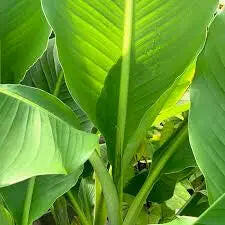 Snow Banana, Rare Tropical Plant Tree Seeds ! - Caribbeangardenseed