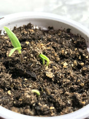 Snow Banana seed, Rare Tropical fruit Tree! - Caribbean garden seed