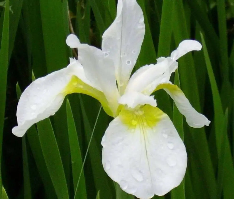 SNOW QUEEN Siberian iris ('Bareroot) ,Perennial FLOWERS - Caribbean garden seed