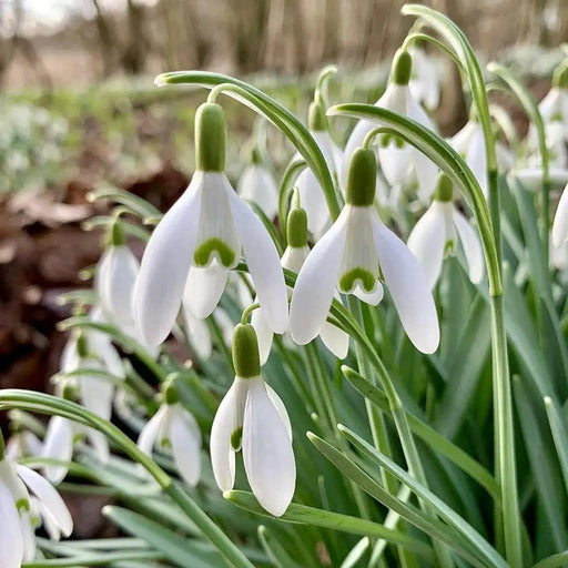 Snowdrop BULBS,Galanthus Woronowii, bloo - Caribbean garden seed