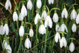 Snowdrop SEEDS, Galanthus nivalis, Perennial Flowers - Caribbeangardenseed