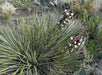 Soapweed Yucca Seeds ,(Yucca glauca) Succulent- Perennial evergreen - Caribbeangardenseed