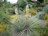 Soapweed Yucca Seeds ,(Yucca glauca) Succulent- Perennial evergreen - Caribbean garden seed