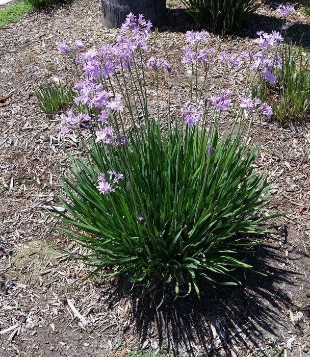 Society Garlic Seeds - Tulbaghia Violacea - both ornamental and kitchen Herb - Caribbeangardenseed