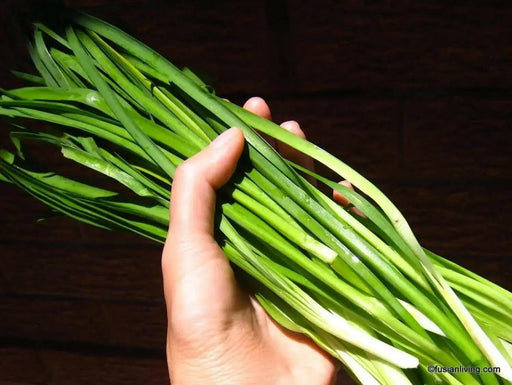 Society Garlic Seeds - Tulbaghia Violacea - both ornamental and kitchen Herb - Caribbean garden seed