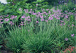 Society Garlic Seeds - Tulbaghia Violacea - both ornamental and kitchen Herb - Caribbeangardenseed