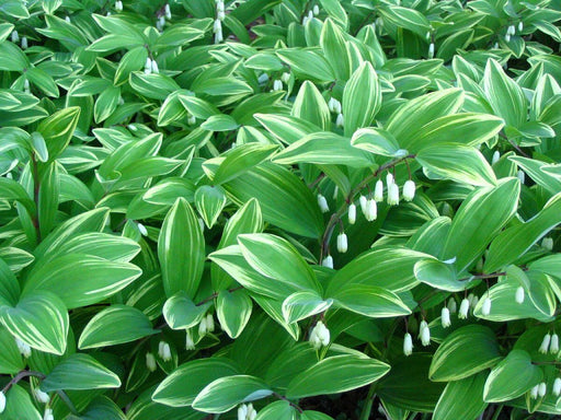 SOLOMON'S SEAL - White (Plant/ Root) Shade Loving ,Hardy in zones 2-9