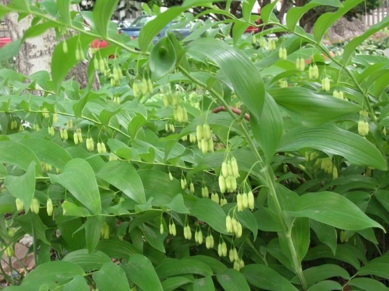 SOLOMON'S SEAL - White (Plant/ Root) Shade Loving ,Hardy in zones 2-9