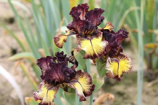 Sorbonne,Tall Bearded Iris, BAREROOT Plants, Iris Germanica - Caribbeangardenseed