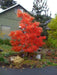 Sourwood Tree Seeds , Oxydendrum arboreum - Caribbean garden seed