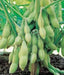 100 White Lion Soybean Seeds ,,Organic NON-GMO ,untreated , Asian Vegetables - Caribbeangardenseed