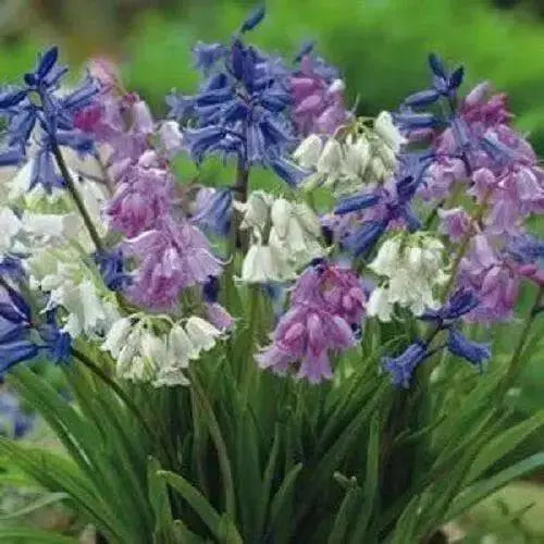 Spanish Bluebells Bulb  (MIXED)Garden & Container Planting - Caribbean garden seed