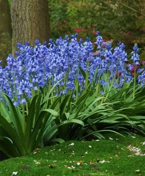 Spanish Bluebells ( BULBS) Wood Hyacinth - Caribbeangardenseed