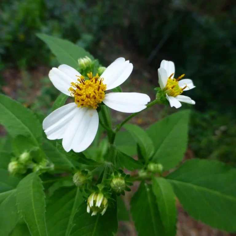 Bidens alba Live Plants | Spanish Needles