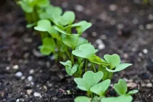 Sparkler Radish  seed ,- - Caribbean garden seed