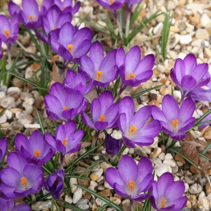 PURPLE SNOW CROCUS, Fall Planting Bulb, ! - Caribbeangardenseed