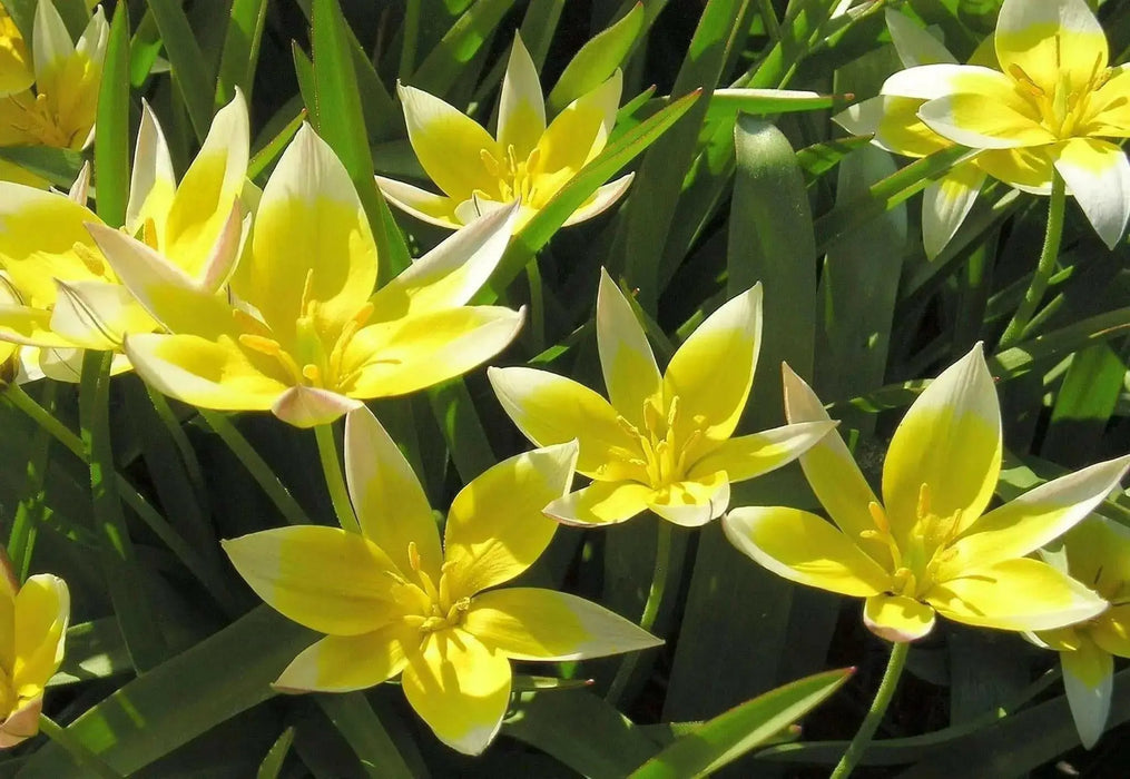 Species Tulip Bulbs, Dasystemon Tarda, PERENNIAL - Caribbean garden seed