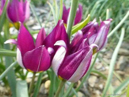 Species Tulip bulbs,  Persian Pearl" cheerful flower, - Caribbean garden seed