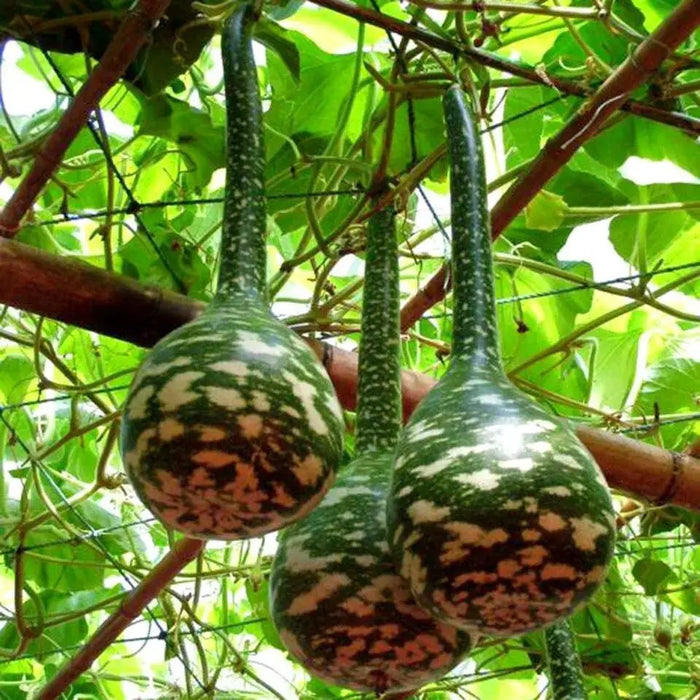 SPECKLED SWAN Gourd Seeds, (Lagenaria siceraria) - Caribbeangardenseed