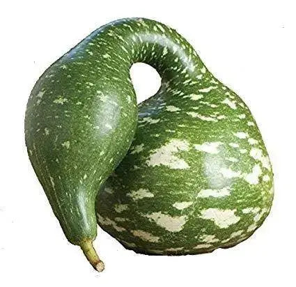 SPECKLED SWAN Gourd Seeds, (Lagenaria siceraria) - Caribbeangardenseed