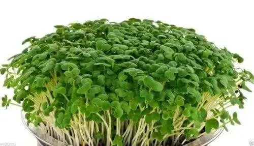 Spicy Brown Seed (Brassica juncea) Grow Year round, 5 days, Mustard Microgreen - Caribbeangardenseed